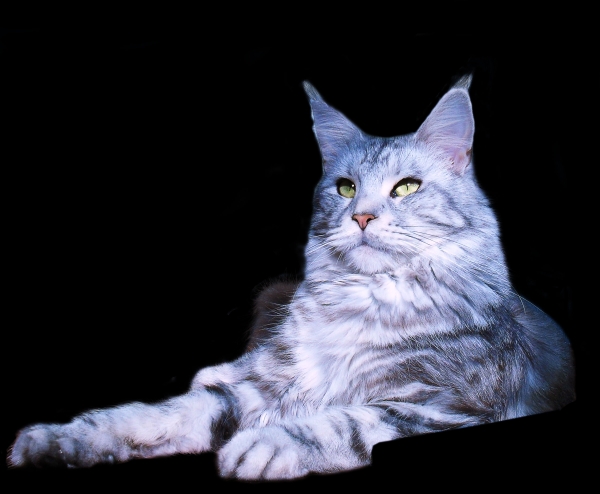 мейн-кун кошка, фото кошка мейн-кун,черная серебристая мраморная, белорусский питомник, питомник мейн-кунов, мейн-кун в Минске, Эльтара